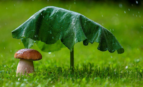 З якою погодою прийде початок наступного тижня? Прогноз синоптиків Сумщини та України