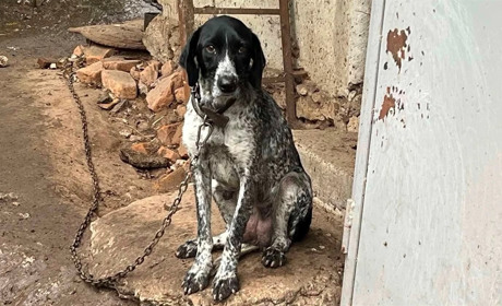 Чортківщина: безпритульні тварини – заклик до відповідальності
