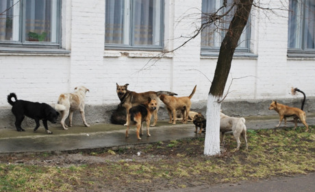 У центрі Золотоноші на жінку напала зграя собак, а мережа вибухнула від суперечок на цьому підґрунті
