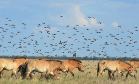 Заповідник "Асканія-Нова ще не знищений" - директор