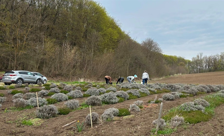 Лавандове поле у Городку: городоччани розпочали весняні роботи перед сезоном