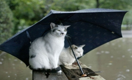 Якої погоди чекати найближчими днями: прогнозують синоптики Сумщини та України