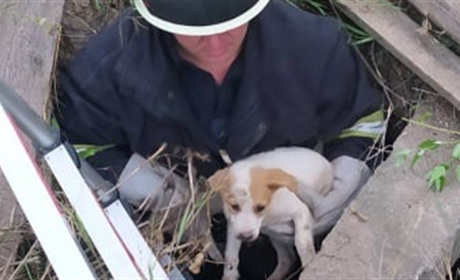 Цуценя впало в каналізаційний люк. Знадобилася допомога рятувальників
