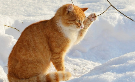 Погода на Сумщині та в Україні: що прогнозують синоптики