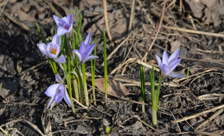 Якою буде погода у Сватовому і районі з 11 по 17 березня