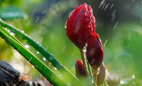 Дощі, пориви вітру, з понеділка місцями - мокрий сніг і заморозки на поверхні грунту: прогноз погоди