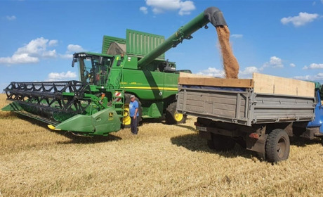 Збирають пшеницю і... мед. Як на Білопільщині проходять жнива?