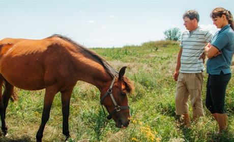 Ранчо «Біла Підкова» у Нікополі потребує фінансової допомоги на заготівлю сіна для коней