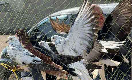 Хто такі голуби-вертуни та що вміє миколаївська льотна порода: репортаж з ярмарку в Первомайську