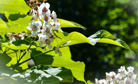 Гра: Впізнайте дерева Сватівщини по листю: перевірте свою уважність