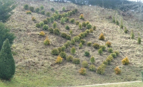 З любов’ю висадили вишиванку в природному парку лісівники