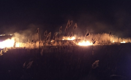 У Сватовому на Смальківці-Солонці хтось підпалив очерет. Горіло на площі в 60 тисяч квадратів