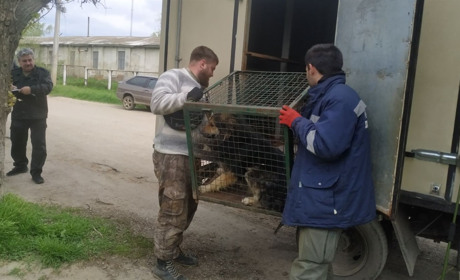 Безпритульні, але стерилізовані: скільки та де у Біляївці знову виловили собак
