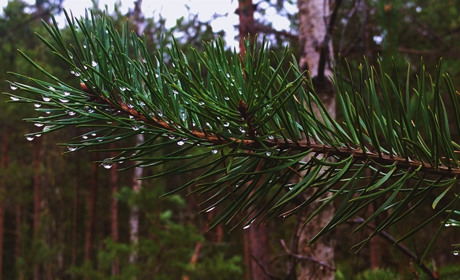 Очікується дощ: яку погоду прогнозують на Сарненщині у вересні