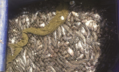 В период нереста бычок и калкан вылавливались сетями: что грозит браконьерам