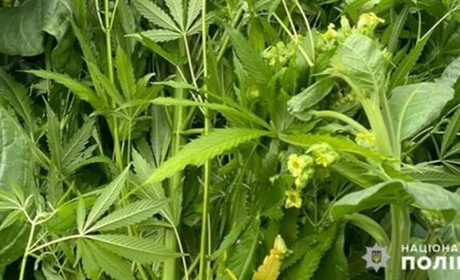 Житель Старокостянтинівщини на своїй присадибній ділянці вирощував коноплю. Як покарають?