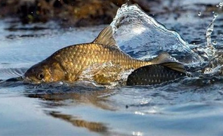 З 1 квітня на Сумщині вводиться нерестова заборона на вилов риби