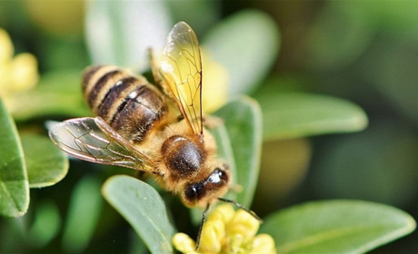 Как правильно выбрать пчеловодную проволоку для рамок