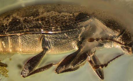 У шматку бурштину, який знайшли на Володимиреччині на Веселусі, вчені виявили вимерлий вид жука