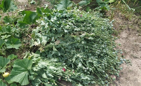 Ликвидировали более 160 кустов мака и конопли