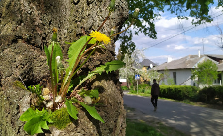 По-літньому тепло: Прогноз погоди на третій тиждень травня в Умані