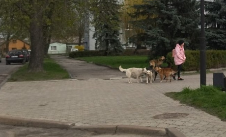 У Володимирці вирішують проблему бродячих собак на вулицях. Про що мова?