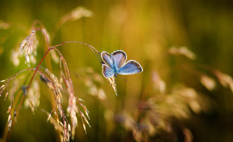 Якою буде погода у Сватовому і районі у останній тиждень червня