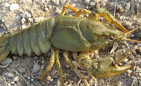 З 1 жовтня 2023 року на Сумщині дозволяється вилов раків