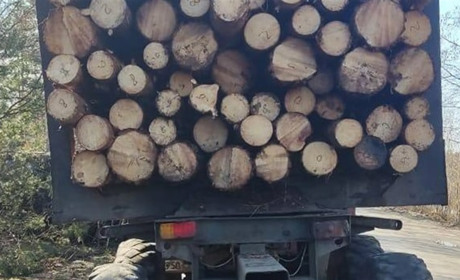 У Сарненському районі спіймали лісоруба з 88 колодами деревини