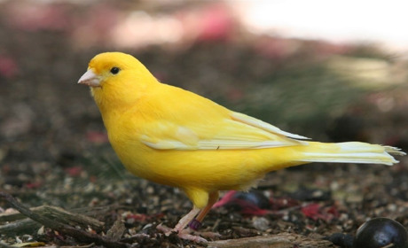 Солист в чемодане. Мелитопольцы вернулись с «бронзой» с всеукраинского конкурса певчих канареек