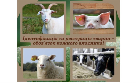 Важливість ідентифікації тварин: що потрібно знати аби уникнути проблем та штрафів