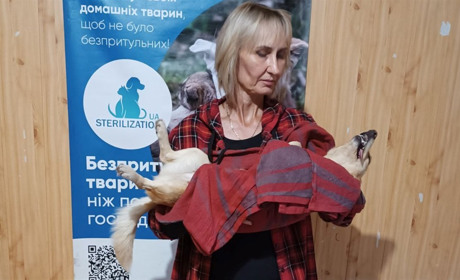 За два місяці у Біляївці безкоштовно простерилізували 239 тварин: проєкт триває