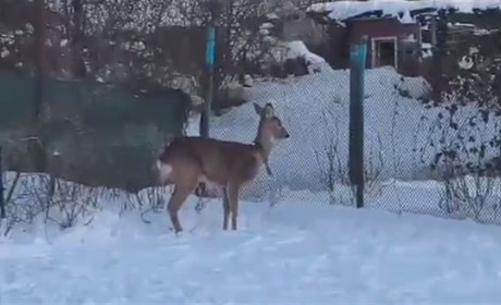 «Коза-дереза»: історія порятунку збитої косулі у Шостці