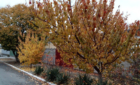 До нас іде антициклон з морозами