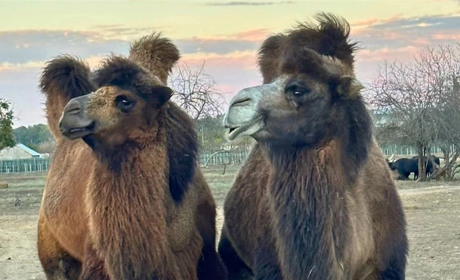 Наречений приїхав з Миколаєва. Одеська верблюдиця Кузя з "Біопарку" зустріла своє кохання