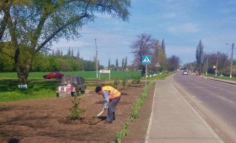 У Біляївці з’явиться соснова і ще одна дубова алеї: комунальники займаються озелененням міста