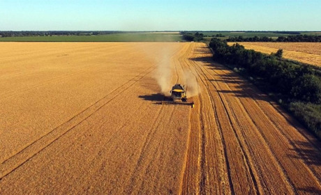 Посуха, сарана і ракети: чи буде Україна з зерном у 2025 році?