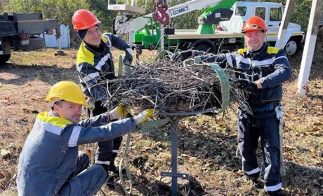 Лелеки на Одещині заселили всі платформи на електроопорах, які підготував ДТЕК (ФОТО)