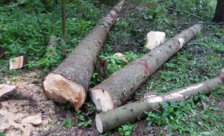 До криміналу в Миколаївці дерев трохи не допиляли