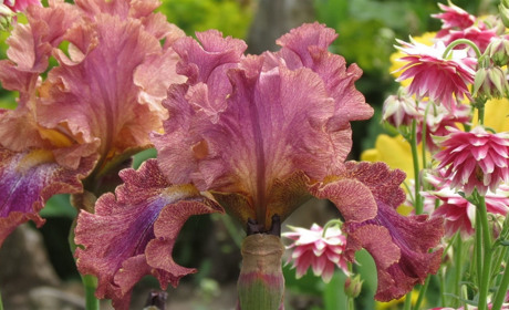 Сад - втілення мрії: селекціонери з Ворожби розповідають, як доглядати за ірисами