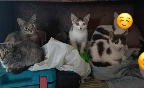 Кошенят віддають у добрі руки