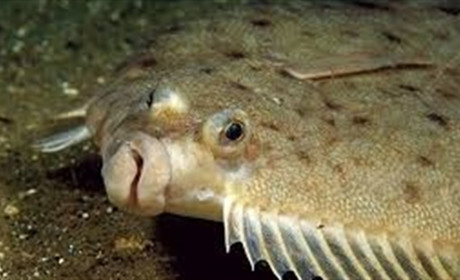 Южненським рибакам до уваги: з понеділка розпочинається нерестова заборона