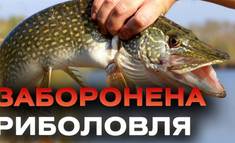 3.468 тис грн – штраф за вилов щуки: коли діятиме заборона