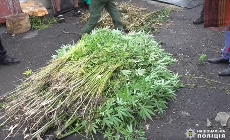 Поліція вилучила майже 1000 нарковмісних рослин на Донеччині