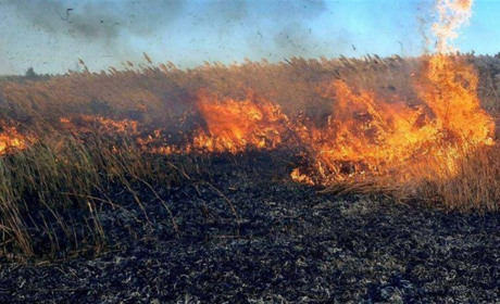 У Олексіївці Сватівського району через займання очерету ледь не загорівся будинок: подробиці