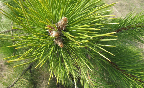 У Сватівському районі стартувала акція по відновленню лісів. Долучитися можуть усі бажаючі