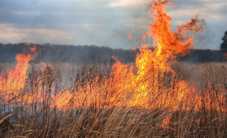 На Білопільщині загинула літня жінка, яка палила суху траву