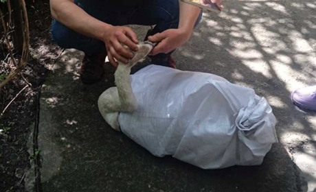 Сліпий лебідь з Барської громади знайшов прихисток у Львові. Виявилося, що в нього очі прострілені
