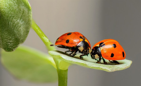 Соромно соромитися: на питання сватівчан про секс і здоров’я відповідають лікарі Луганщини і Харкова