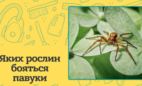 Яких рослин бояться павуки: 4 ароматні захисники вашого дому